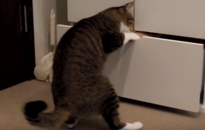 引き出しを開ける猫、中身にビックリ!!