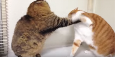 ボコボコと音を立てての激しい猫パンチ対決!