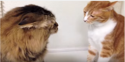 ボコボコと音を立てての激しい猫パンチ対決!