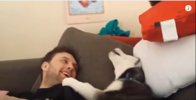 ハスキー犬の子犬は反抗期?
