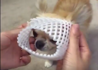 果物ネットに向かって走ってくる犬