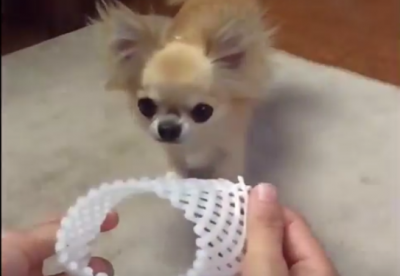 果物ネットに向かって走ってくる犬
