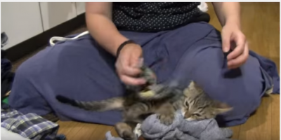 洗濯物と戯れ格闘、とことん邪魔する子猫