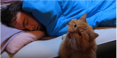起きてくれないの・・・寂しさを訴える猫