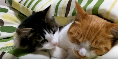 対照的な子猫が可愛過ぎ!寝たい子猫と遊ぶ子猫