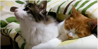 対照的な子猫が可愛過ぎ!寝たい子猫と遊ぶ子猫