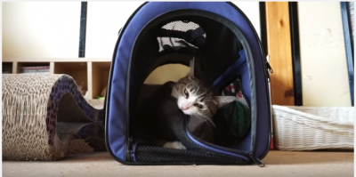 猫と飼い主、キャリーバッグでドタバタコント