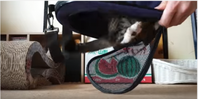 猫と飼い主、キャリーバッグでドタバタコント