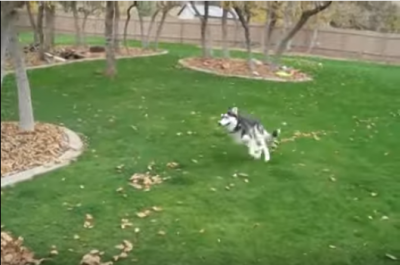 わーい!わーい!枯れ葉の山に大喜びの犬