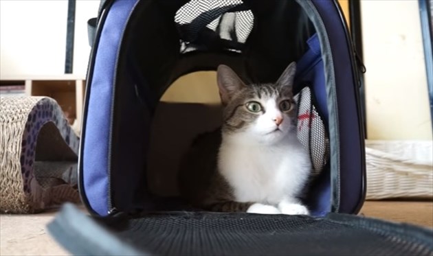 carrycat_R