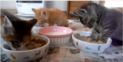3匹の子猫「いただきます!」の後は?