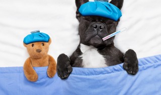 注意深く見てあげて! 犬の発熱の原因と対処法