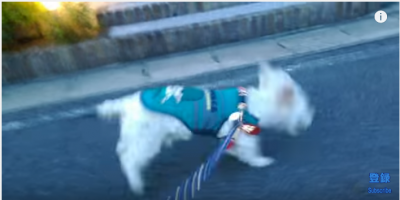 おじいちゃん犬が走る姿に涙腺が緩みます