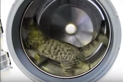 猫は器用に洗濯機のドラムを回します
