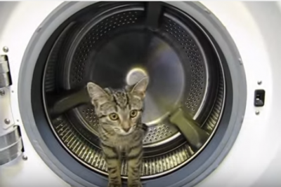 猫は器用に洗濯機のドラムを回します