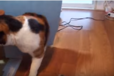 太りすぎ注意!猫のお腹がひっかかるハプニング