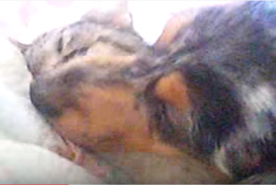【感動】老猫のお世話をするミニチュアダックス