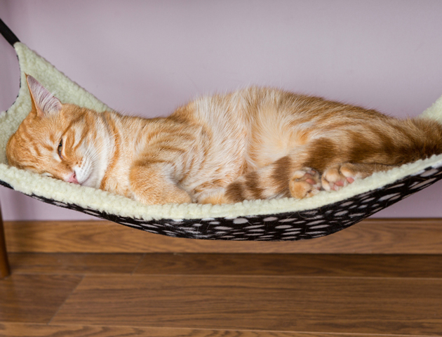 猫のいびきは体調不良かも!? いびきの原因は