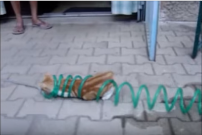 楽しく遊ぶ猫、庭にある遊びの道具とは?