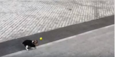 1匹でも出来るもん!犬のボール遊び
