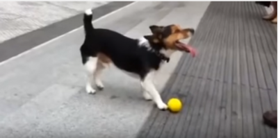 1匹でも出来るもん!犬のボール遊び