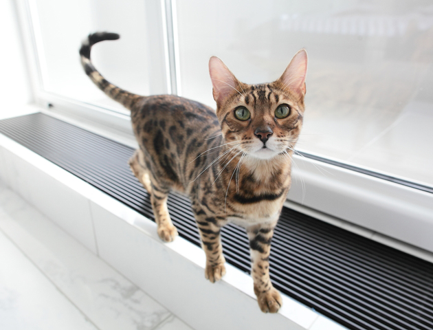 尻尾の動きの注目すれば猫の気持ちが読み取れる!?
