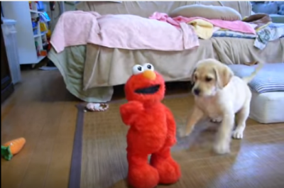 くすぐりエルモvsラブラドールの子犬