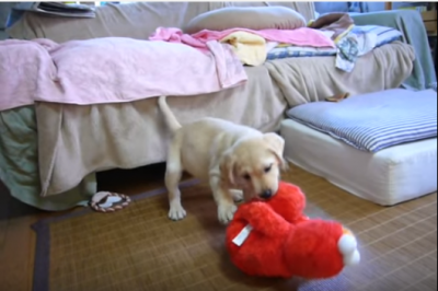 くすぐりエルモvsラブラドールの子犬