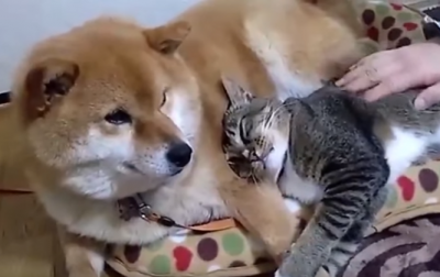 一緒にいれば幸せ!柴犬と相思相愛な猫