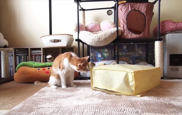 carpetcatdog_R