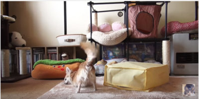 新しいカーペットに反応する犬と猫の違い