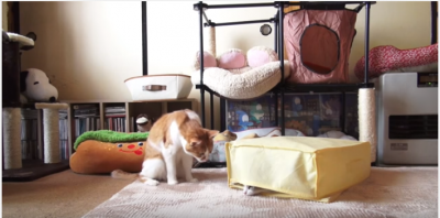 新しいカーペットに反応する犬と猫の違い