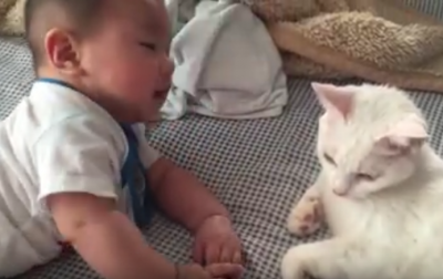 ぶつかりそうでハラハラ!赤ちゃんと猫