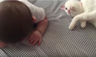 ぶつかりそうでハラハラ!赤ちゃんと猫