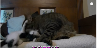 兄ちゃん、うるさい!安眠妨害される妹猫