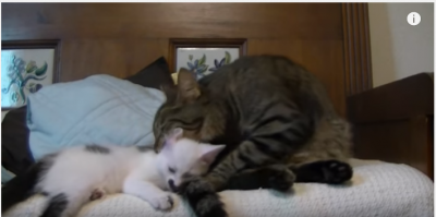 兄ちゃん、うるさい!安眠妨害される妹猫