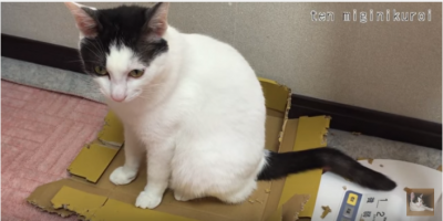 お気に入りの箱なのに破壊する猫