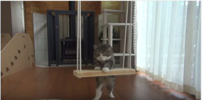 ブランコに乗る特訓をする猫のまるくん