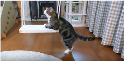 ブランコに乗る特訓をする猫のまるくん