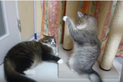 見ている方がノックダウン!猫たちの可愛い戦い