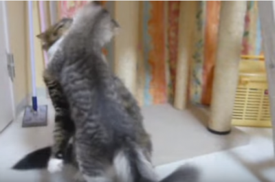 見ている方がノックダウン!猫たちの可愛い戦い