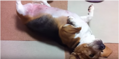 喜びもつかの間、イタズラがバレて怯える犬