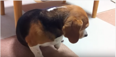 喜びもつかの間、イタズラがバレて怯える犬