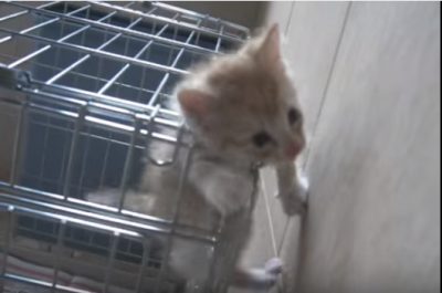 小さな仔猫だからこそ出来る技!子猫の脱走?