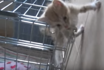 小さな仔猫だからこそ出来る技!子猫の脱走?