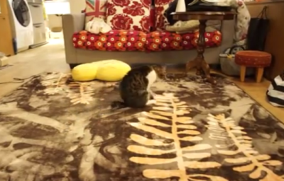 何その歩き方!?お尻で歩く猫