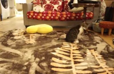 何その歩き方!?お尻で歩く猫