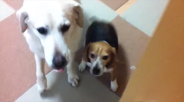 labbeagle_R