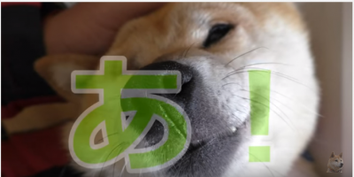 鼻が痒い!もがく柴犬の小春ちゃん