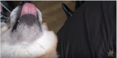 鼻が痒い!もがく柴犬の小春ちゃん